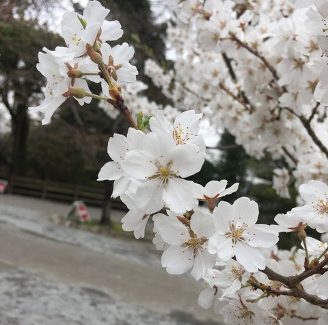 写真 2018-03-19 15 34 34