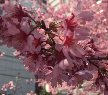 写真 2018-03-15 13 37 34